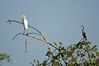 PC0004 Ardea alba, Anhinga anhinga.jpg
