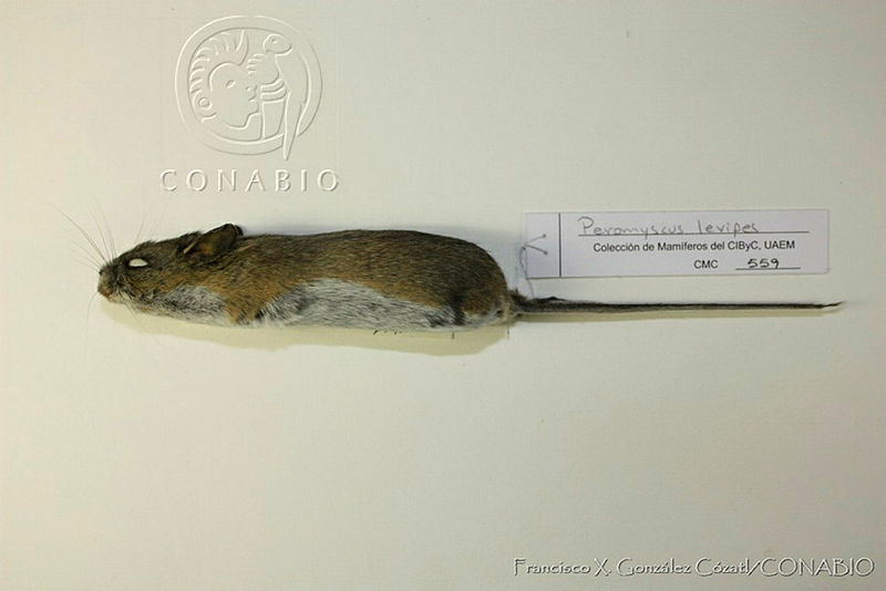 Peromyscus levipes