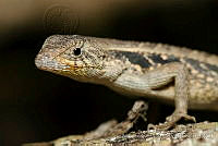 IMDOC1018 Sceloporus sp..jpg