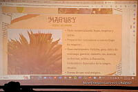 0Q0A8113 Taller de plantas medicinales.jpg