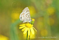 JCGM02413 Leptotes cassius ssp. cassidula.jpg