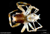 ME006 araña 0010 Titanattus saevus.jpg