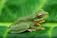 VHJA 0017 Duellmanohyla ignicolor.jpg