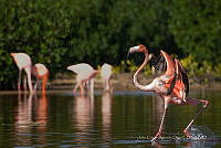 JCAD 018 Phoenicopterus ruber.jpg