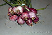 RBB0325 Allium cepa var. aggregatum.jpg