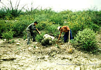 FGM1733 Mammillaria sp,.JPG