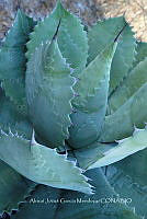 RG019 0258 Agave seemanniana.jpg