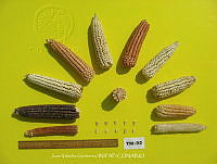 TampJVG179 Zea mays.jpg
