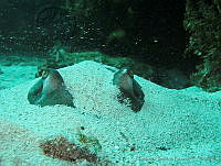 HBB0208 Hypanus americanus.jpg