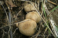 CHH0083 Fungi.jpg