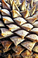 CER0001 Ariocarpus retusus.jpg