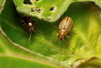 SM0593 Colaspis brunnea.jpg