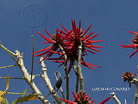 3R 01133 Erythrina americana.jpg