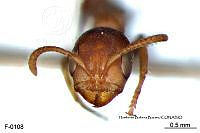 ME006 Hormi 0327 Pseudomyrmex ferrugineus.jpg