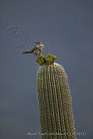 MASM00744 Campylorhynchus jocosus.jpg