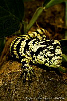 MDL0002 Abronia deppii.jpg