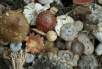 ARS00216 Fungi.jpg