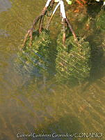 GGG0075 Rhizophora mangle.jpg