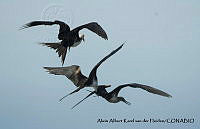 AAKVDH 0107 Fregata magnificens.JPG
