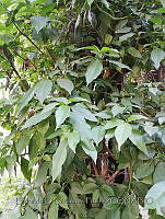 LCF0476 Lycianthes rantonnetii.JPG