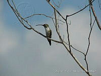APM0038 Doricha enicura.jpg