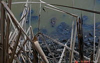 JCLV 002 Crocodylus moreletii.jpg
