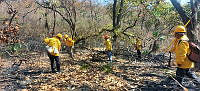 XR003 009 Invendio forestal en RB Sierra Tecuani.jpeg