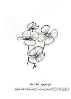 MARL0436 Marsiela polycarpa.jpg