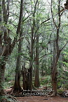 IMDOC 4707 Taxodium distichum.jpg