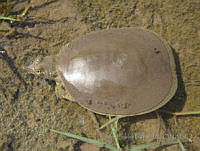 JLE0044 Apalone spinifera.jpg