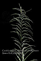 Zoqui 0122 Pityrogramma trifoliata.jpg