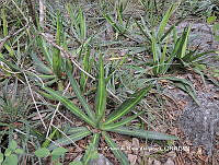 JAdNV0058 Agave univittata.JPG