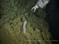 IFREMER-ICMyL-UNAM 0032 Oneirophantha mutabilis.jpg