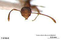 ME006 Hormi 0336 Pheidole flavens.jpg