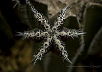 CMAM01 Cactaceae.jpg