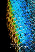 MN6PG0079 Vientre.jpg