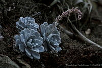 MASM01399 Echeveria laui.jpg