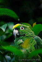 LV0053 Amazona auropalliata.jpg
