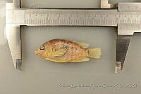 RQTG0337 Herichthys cyanoguttatus.jpg