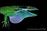 HBB0060 Anolis allisoni.jpg