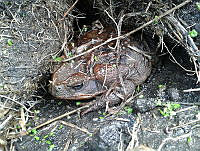RF01 Rhinella horribilis.jpg