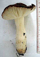 CBA0299 Russula betularum.JPG
