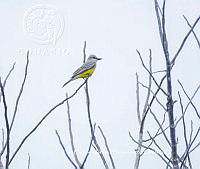 LEMH116 Tyrannus vociferans.JPG