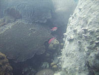 VDLCF1259 Myripristis jacobus.jpg