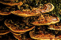 AAS001 Gloeophyllum sp..jpg
