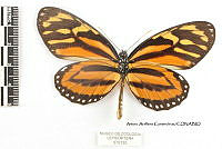 JF018 0103 Lycorea halia atergatis.jpg