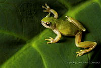 MASM07404 Exerodonta xera.jpg