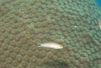 IDG1710 Perciformes.jpg