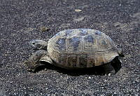 AB0237 Gopherus flavomarginatus.jpg