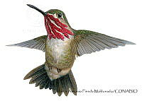 MAPM1324 Selasphorus calliope_macho.jpg